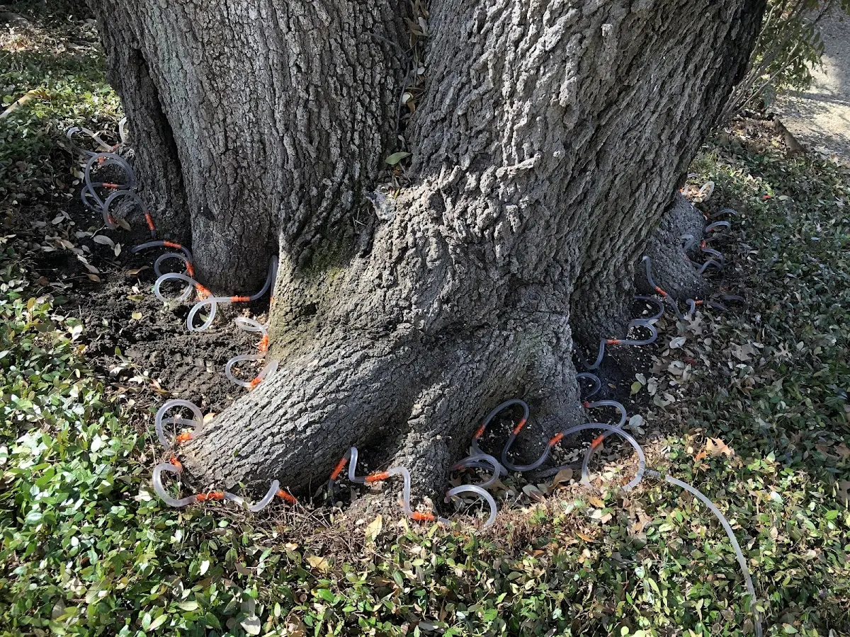 Detailed Tree Cabling and Bracing job site in Phillipsport