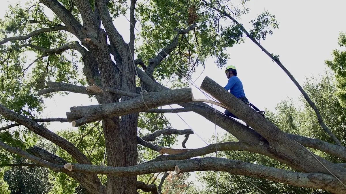 Professional Crown Thinning performed by certified arborists in Phillipsport
