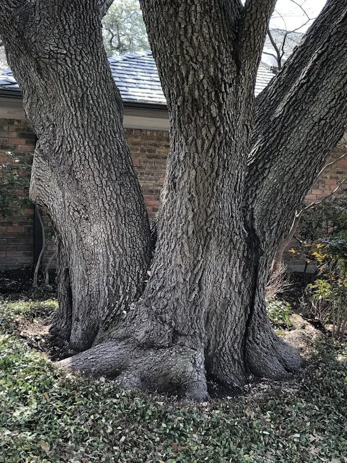 Mature heritage tree close to a Phillipsport property cared for by certified arborists